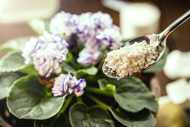 Jak działa probiotyczny ekstrakt ziołowy bezglutenowy bio?